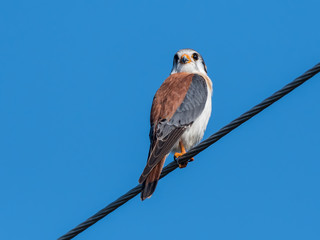  American Kestrel Perched on Wire on Blue Sky