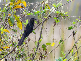 Smooth-billed Ani