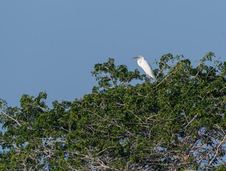 Fototapeta premium Great Blue Heron White Morph Perched in Green Trees