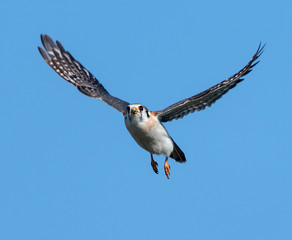  American Kestrel in Flight on Blue Sky