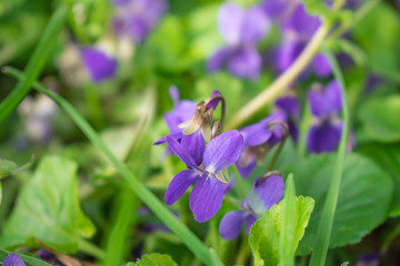 Viola odorata
