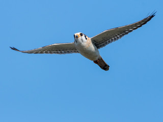  American Kestrel in Flight on Blue Sky