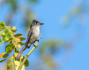 Cuban Pewee