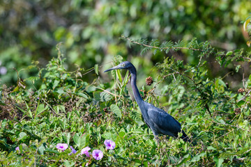 Little Blue Heron Perched and Foraging on Green Plant with Pink Flowers