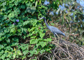 Little Blue Heron