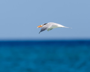Royal Tern With Fish Flying Over Ocean