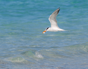 Royal Tern With Fish Flying Over Ocean