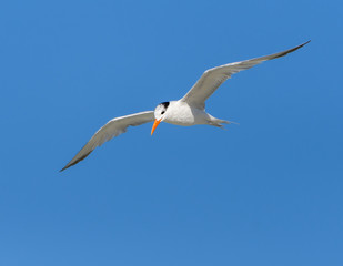 Obraz premium Royal Tern in Flight on Blue Sky