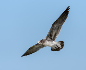 Laughing Gulls in Flight on Blue Sky