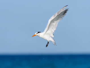 Royal Tern Flying on Blue Sky