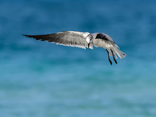 Obraz premium Laughing Gull Landing 