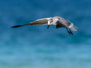  Laughing Gull in Flight against Blue Ocean