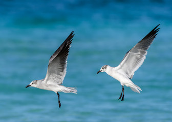 Obraz premium Laughing Gulls in Flight Over Ocean