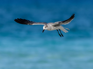 Fototapeta premium Laughing Gull in Flight Over Ocean