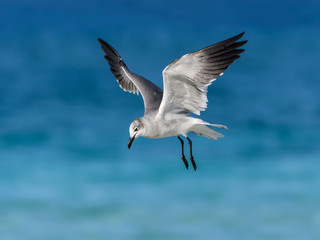  Laughing Gull in Flight against Blue Ocean