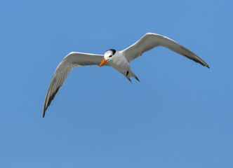 Obraz premium Royal Tern in Flight on Blue Sky