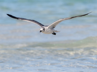 Laughing Gull in Flight Over Ocean