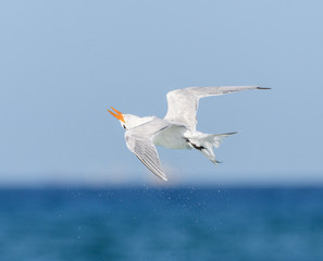 Royal Tern in Flight on Blue Sky