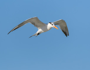 Obraz premium Royal Tern Flying on Blue Sky