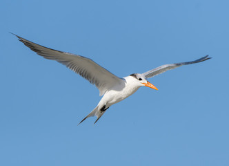 Naklejka premium Royal Tern in Flight on Blue Sky