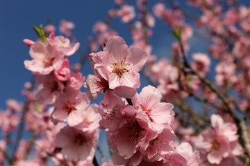 Obraz premium Mandelblüten, Nahaufnahme (Almond blossoms, close up)