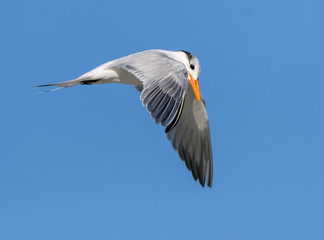 Royal Tern in Flight on Blue Sky