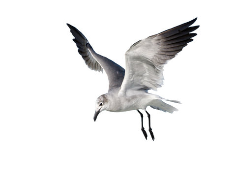 Laughing Gull in Flight on White Background, Isolated