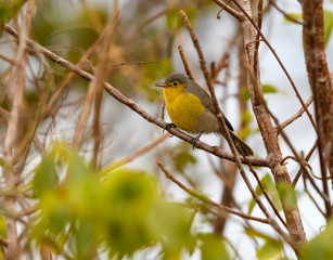 Oriente Warbler