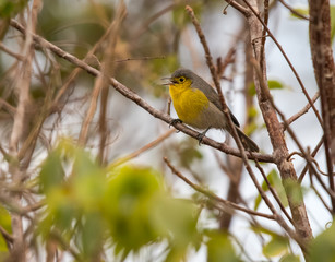 Oriente Warbler