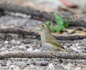 Female Yellow-faced Grassquit
