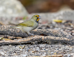 Female Yellow-faced Grassquit