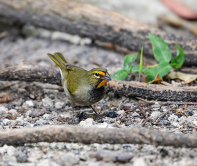 Female Yellow-faced Grassquit