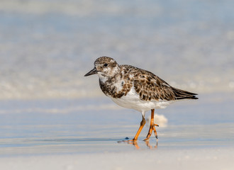 Ruddy Turnstone Standing on the Beach