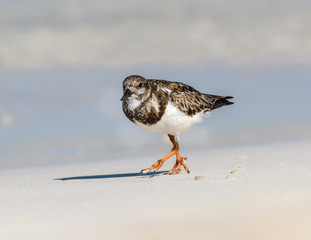 Ruddy Turnstone Foraging on the Sand Beach