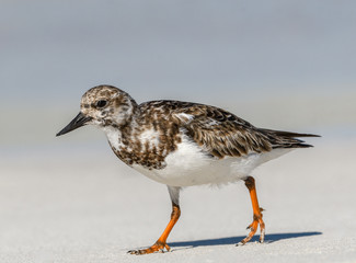 Ruddy Turnstone Foraging on the Sand Beach