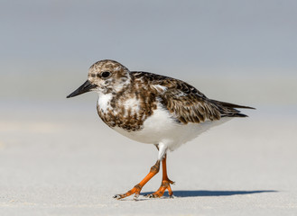 Ruddy Turnstone Foraging on the Beach