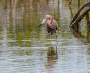Reddish Egret