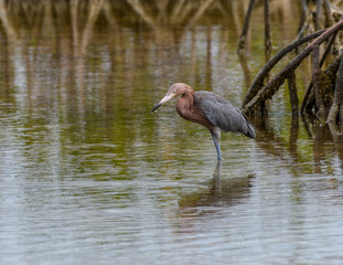 Reddish Egret