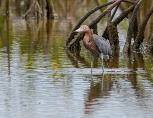 Reddish Egret