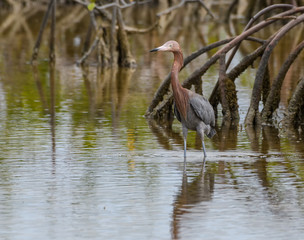 Reddish Egret