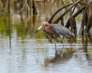 Reddish Egret