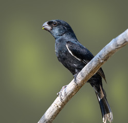 Cuban Bullfinch