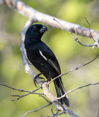 Cuban Bullfinch