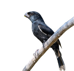 Cuban Bullfinch on White Background, Isolated