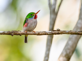 Cuban Tody