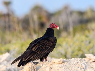 Turkey Vulture Sitting on the Rock