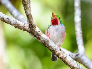 Cuban Tody