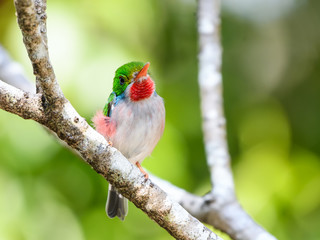Cuban Tody