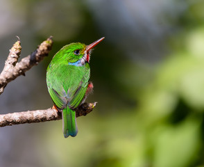Cuban Tody 