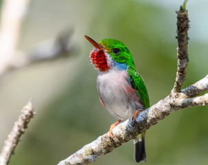 Cuban Tody
